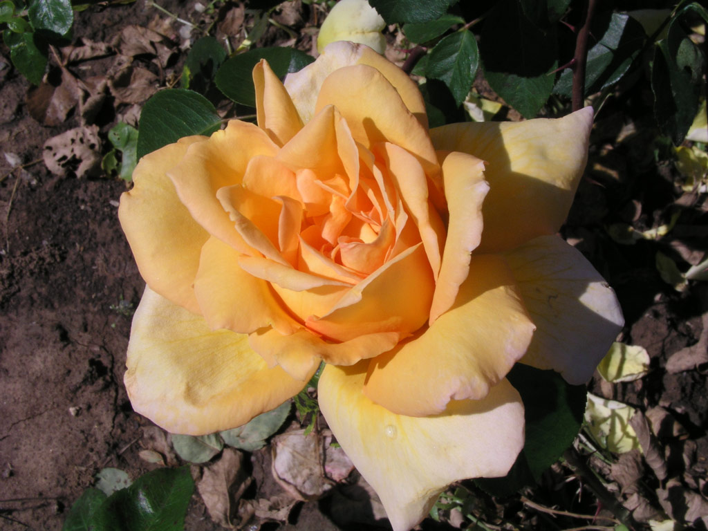 růže Belle Blonde