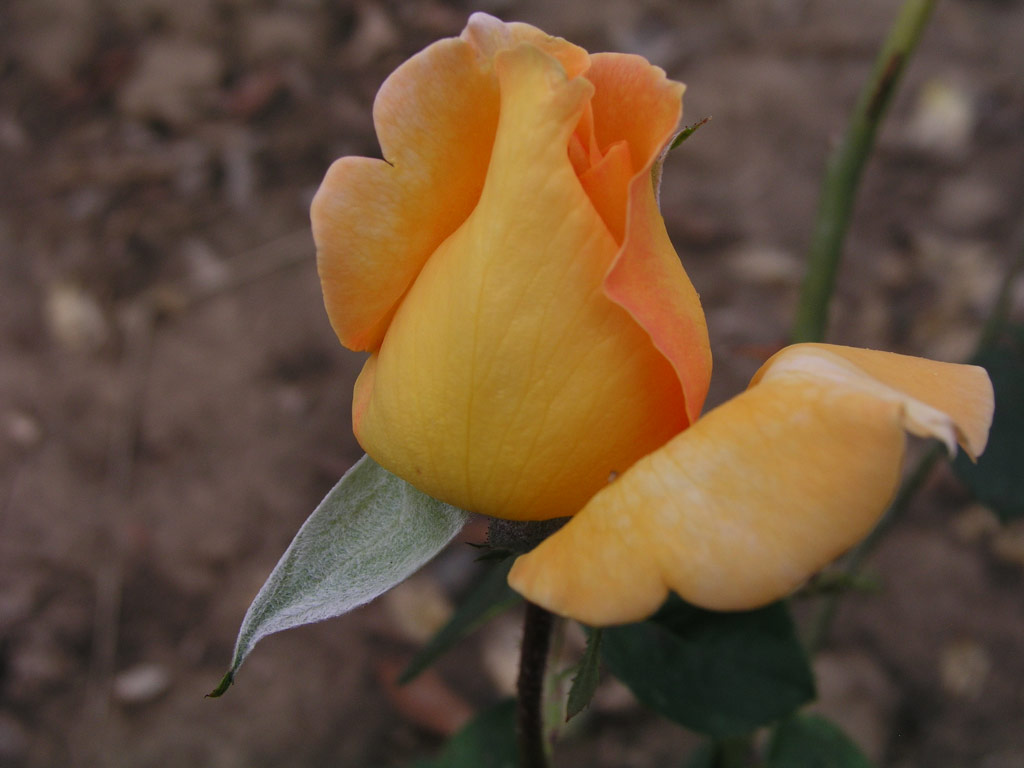 růže Belle Blonde