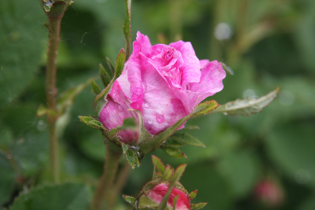 růže Belle de Cr�cy