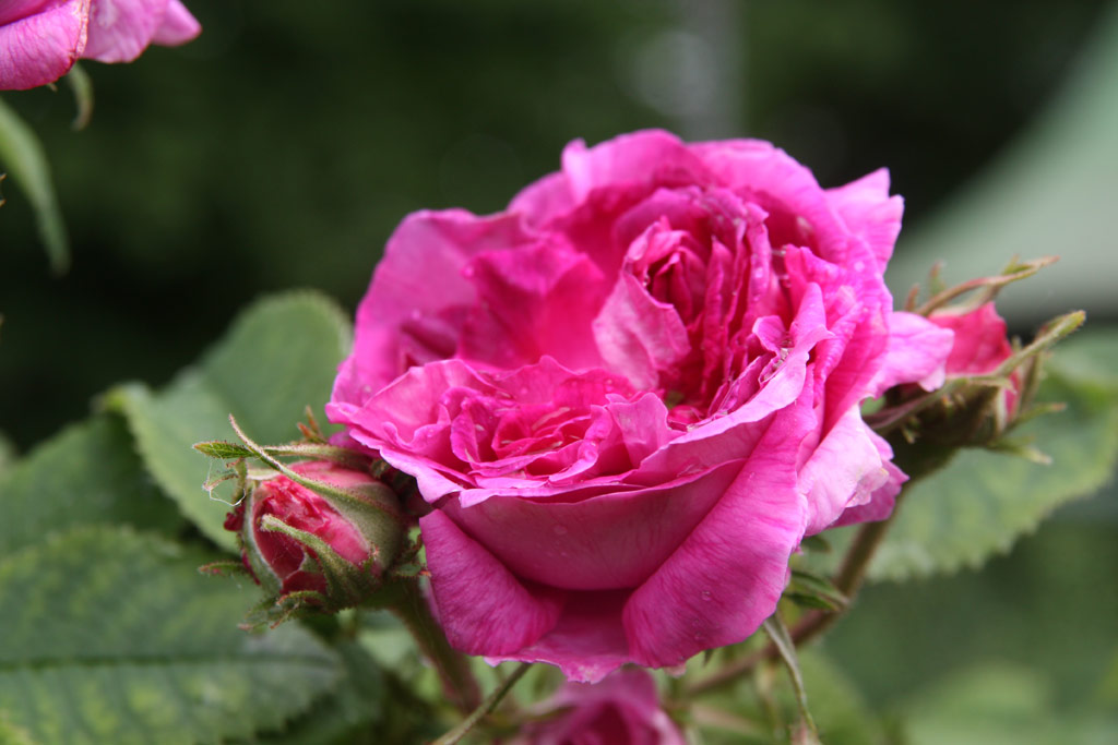 růže Belle de Cr�cy