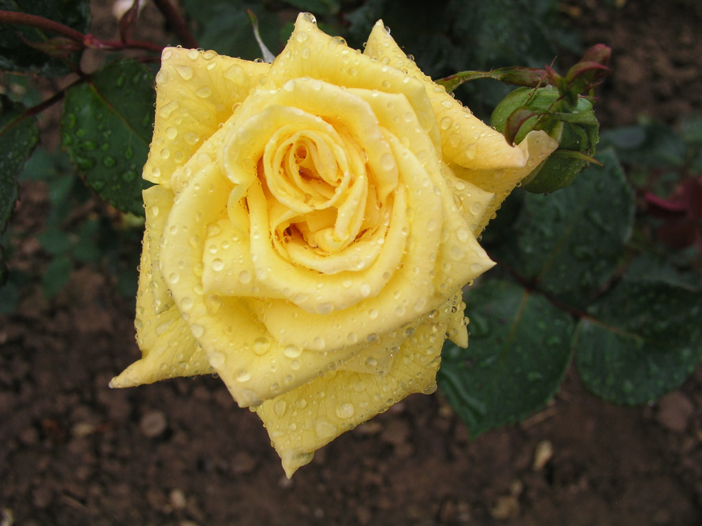 růže Belle Etoile