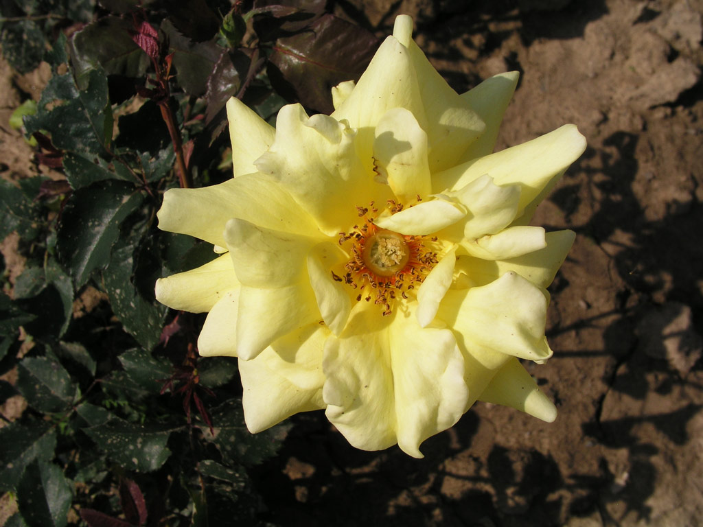 růže Belle Etoile