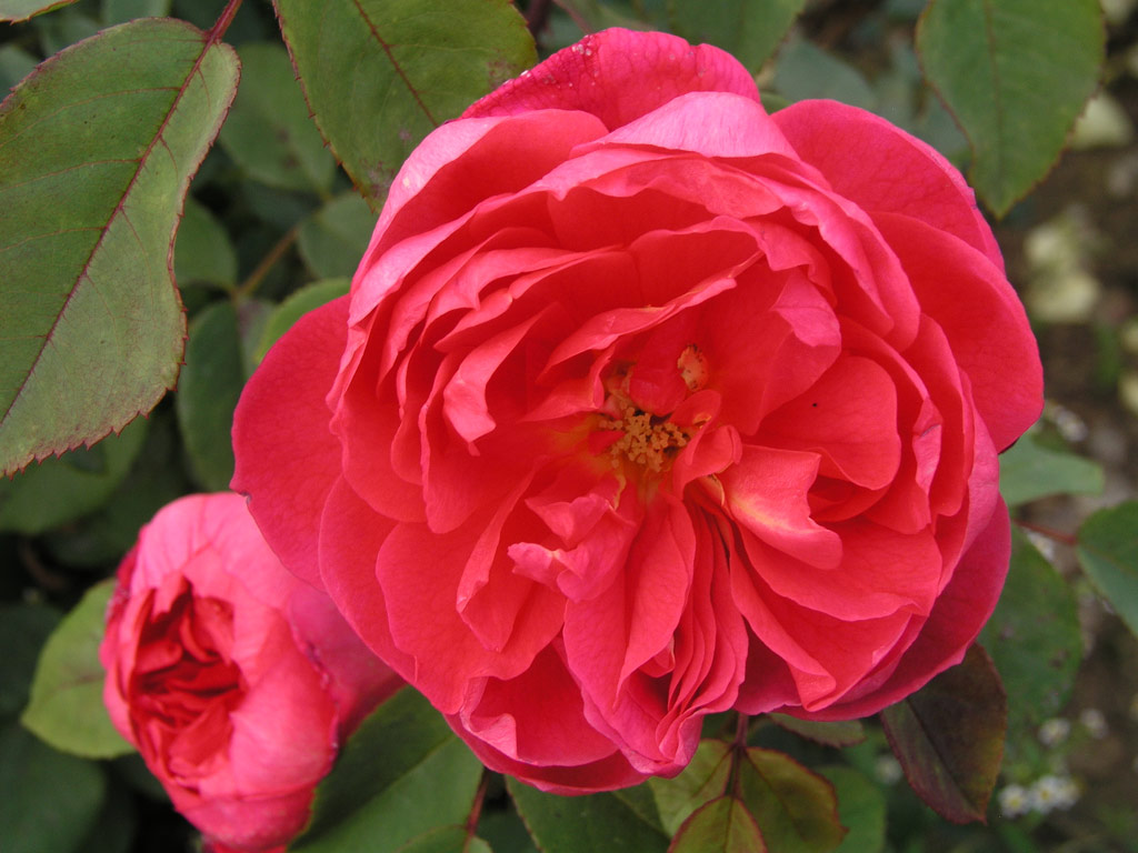 růže Benjamin Britten