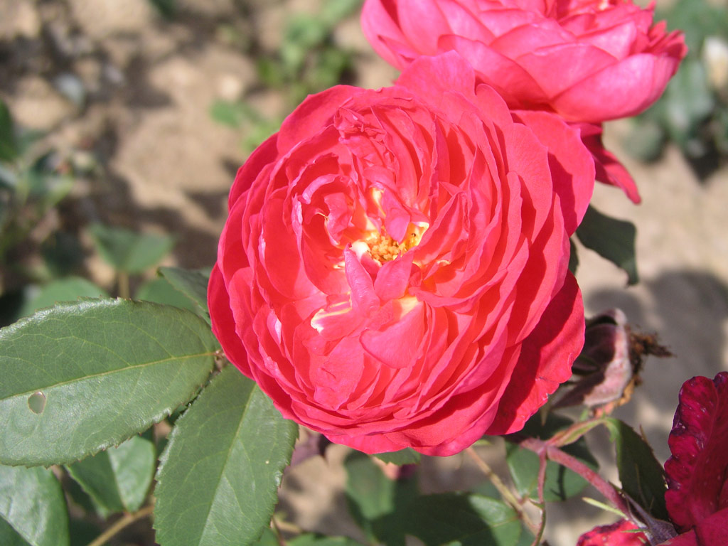 růže Benjamin Britten