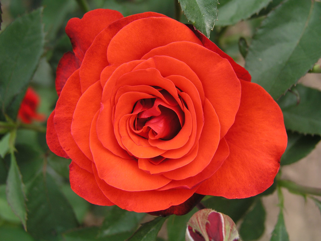 růže Bermuda Sport (Rosice)