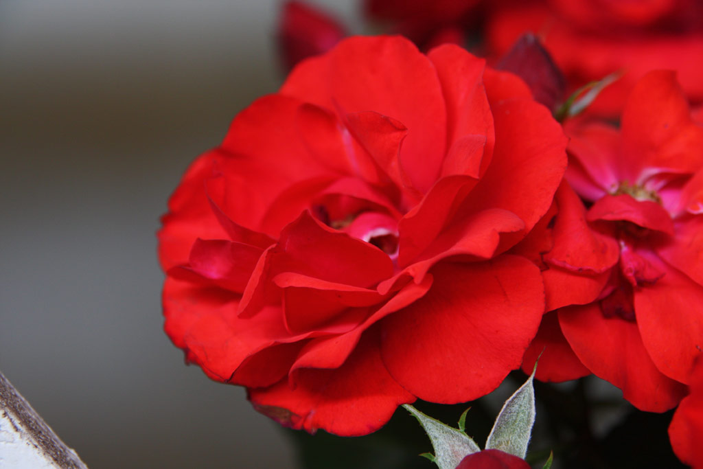 růže Bernhard D�neke