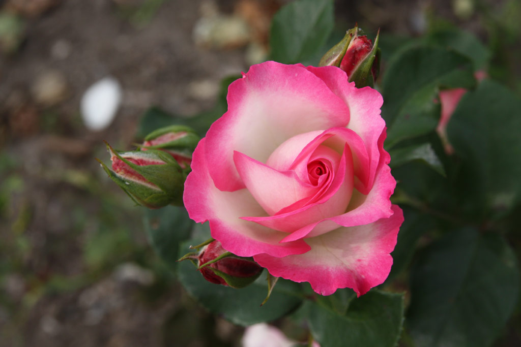růže Bernhard D�neke (Olomouc)