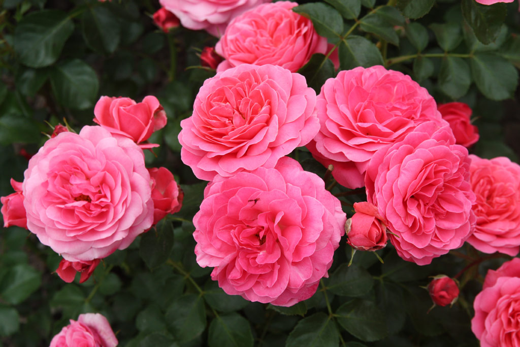 růže Bernsdorff