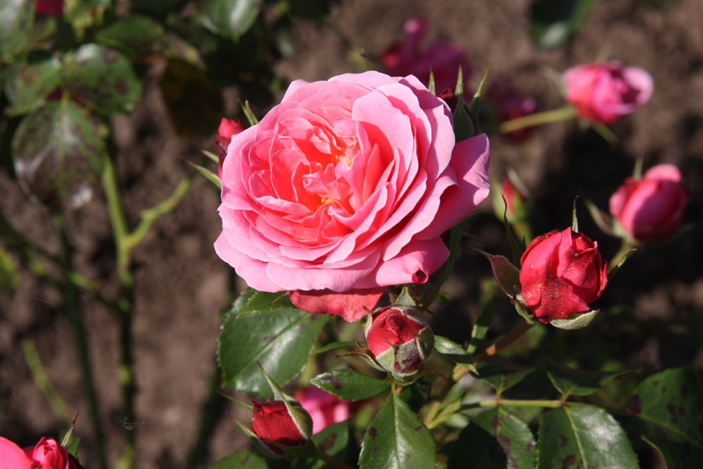 růže Bernsdorff