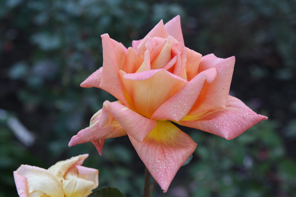 růže Bernstein (Sangerhausen)