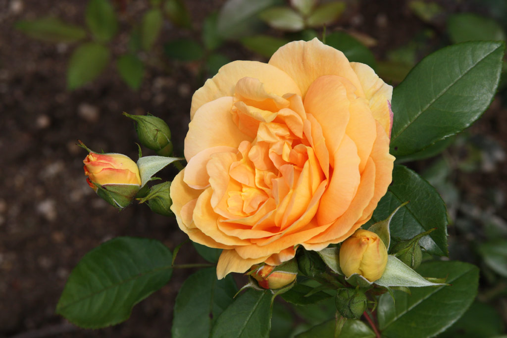 růže Bernsteinrose