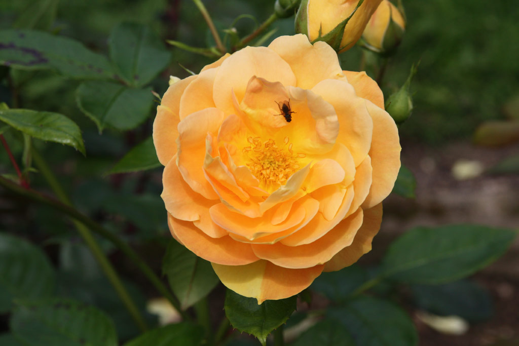 růže Bernsteinrose