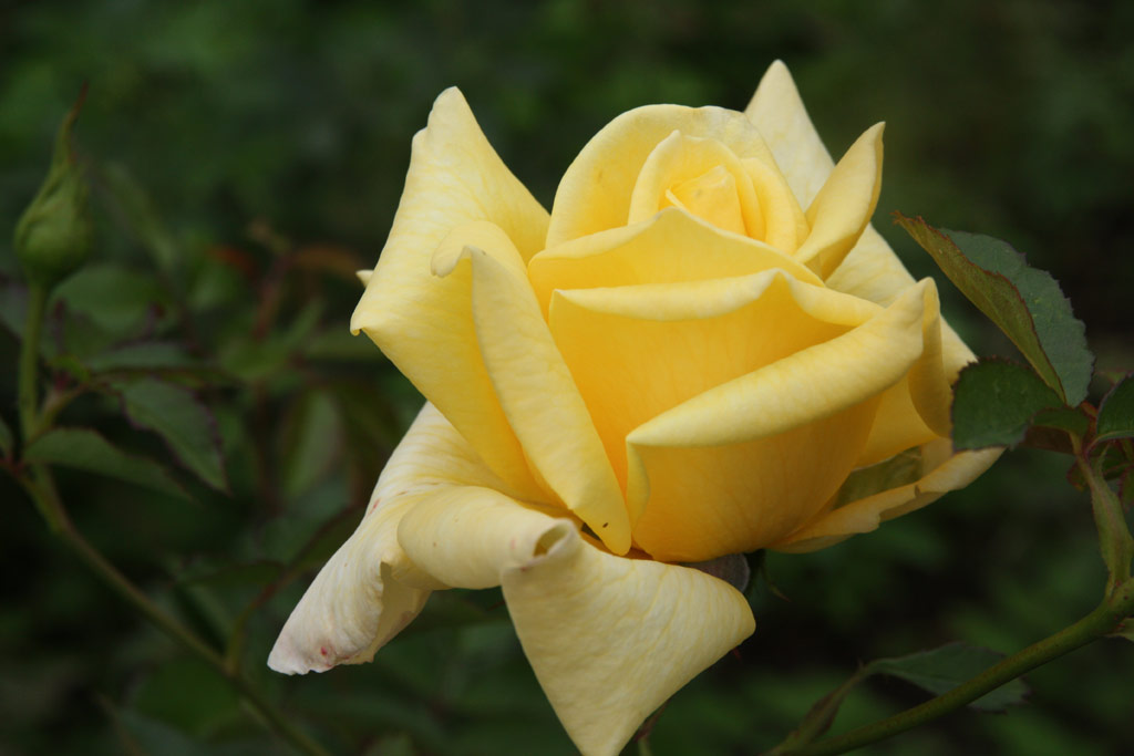 růže Berolina