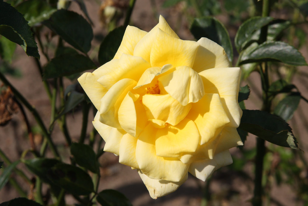 růže Berolina