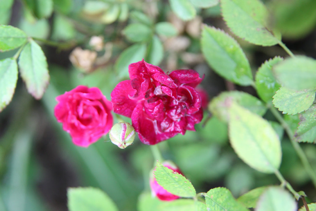 růže B�borka