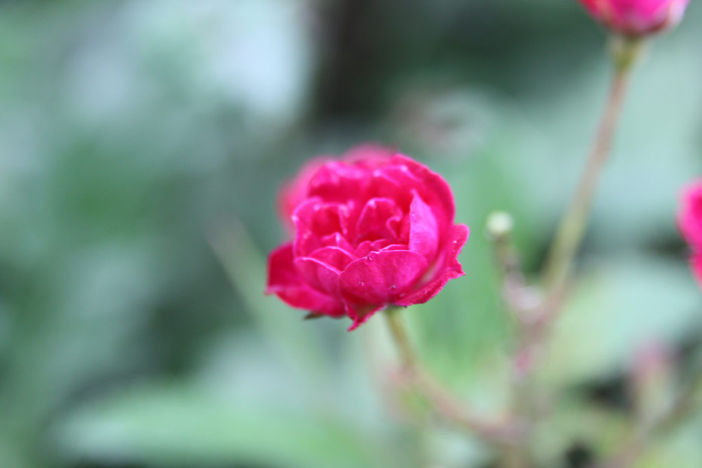 růže B�borka