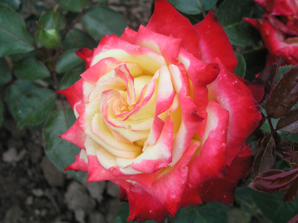 růže Bicolette