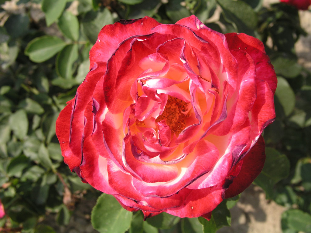 růže Bicolette