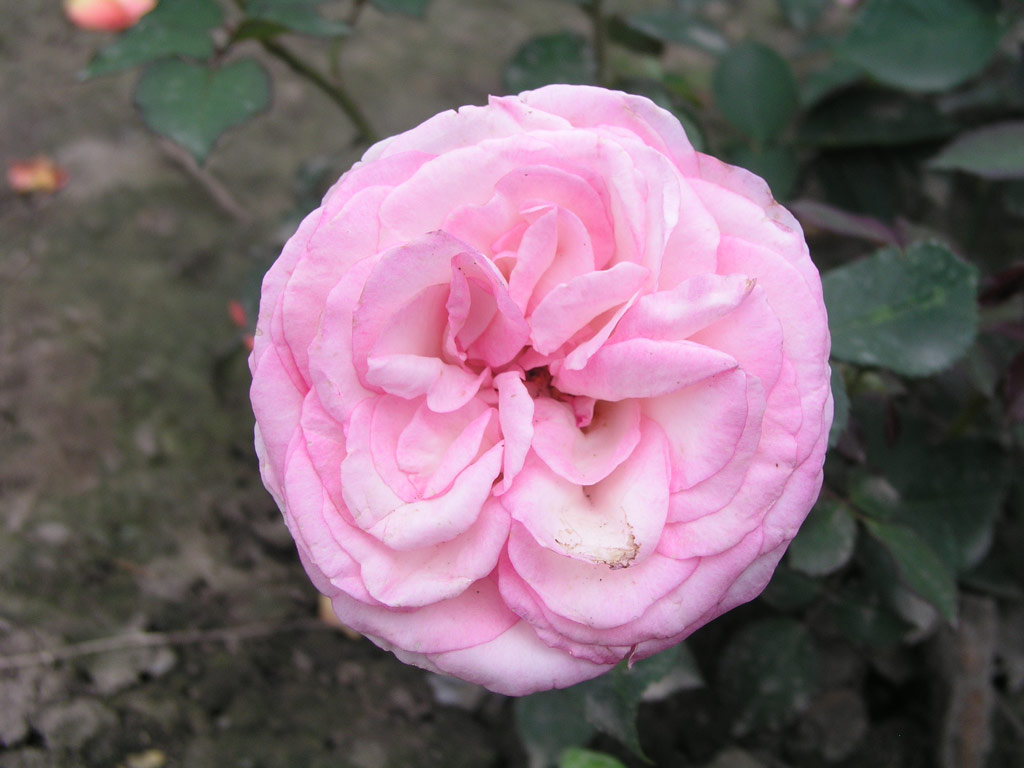 růže Biedermeier Garden