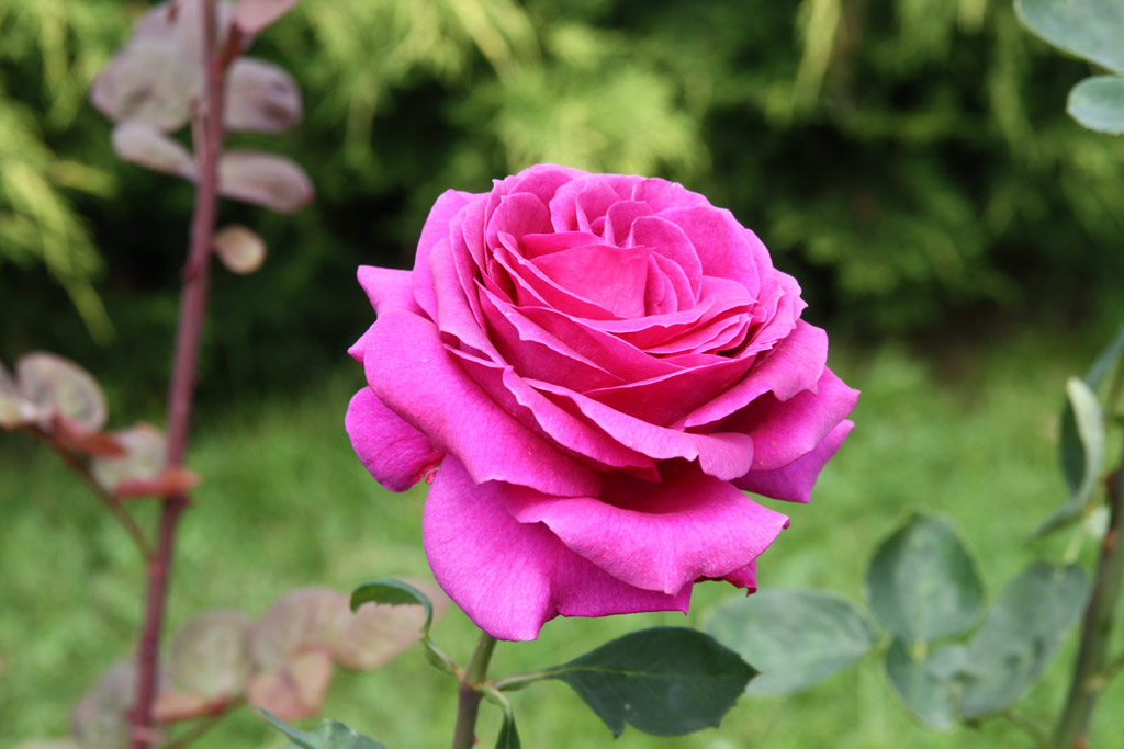 růže Big Purple