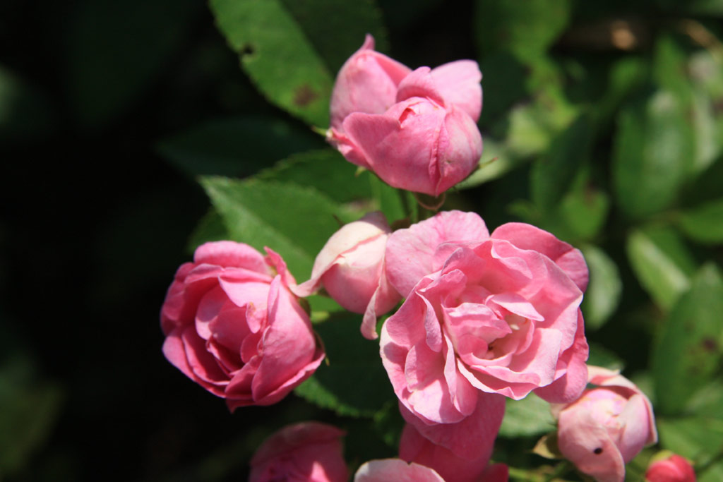 růže Bihari Jnos