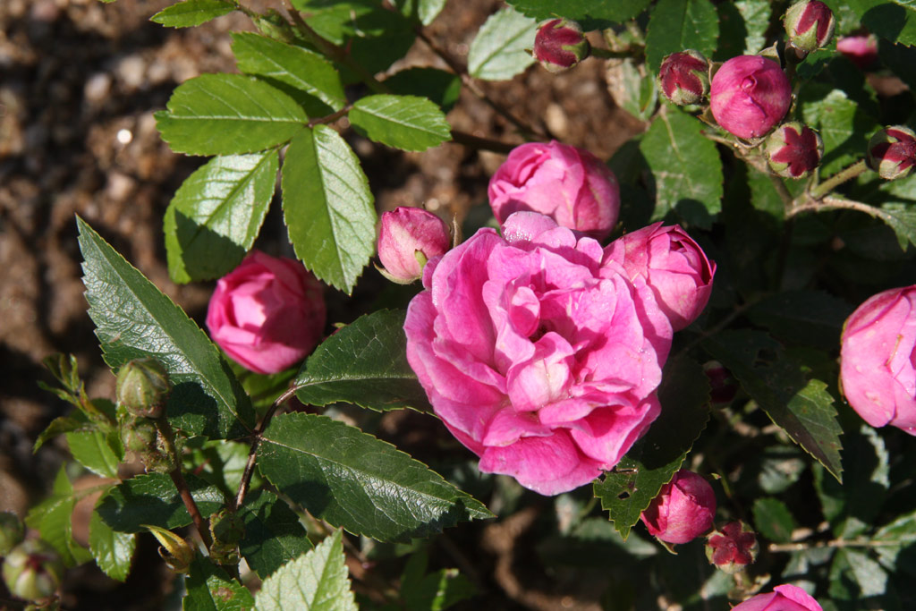růže Bihari Jnos