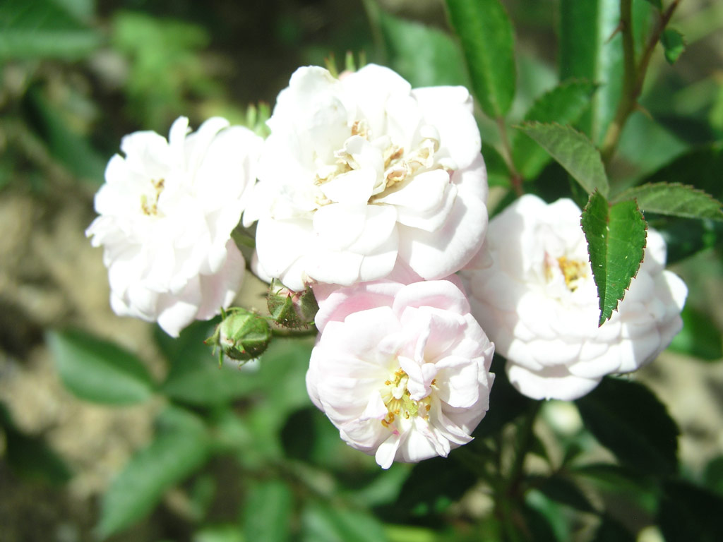 růže Bihari Jnos (Skali?any)