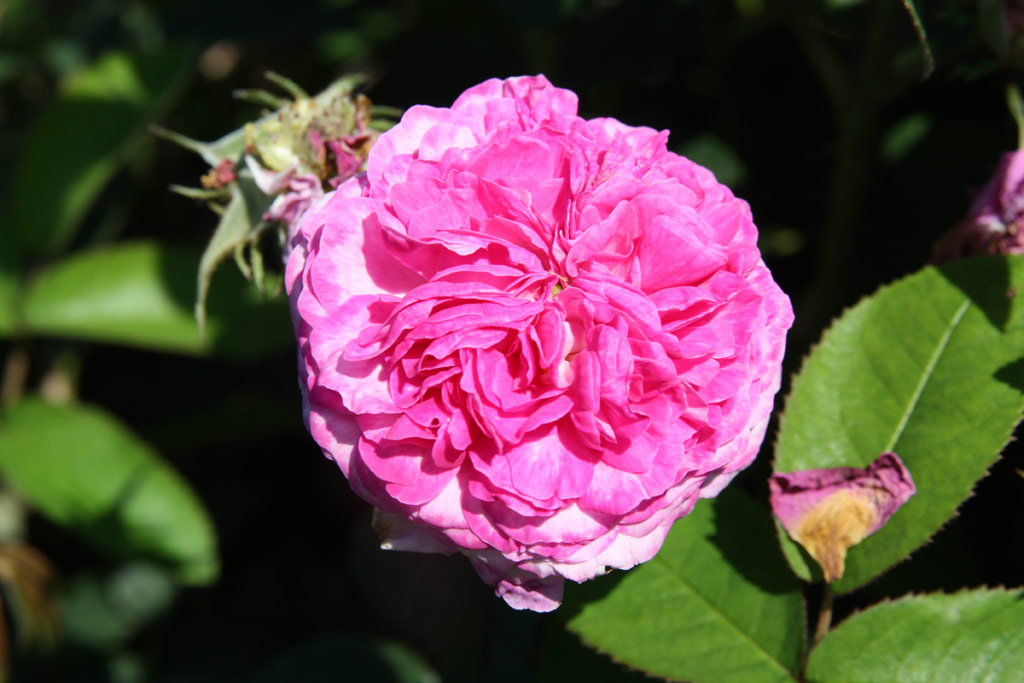 růže Bijou des Prairies