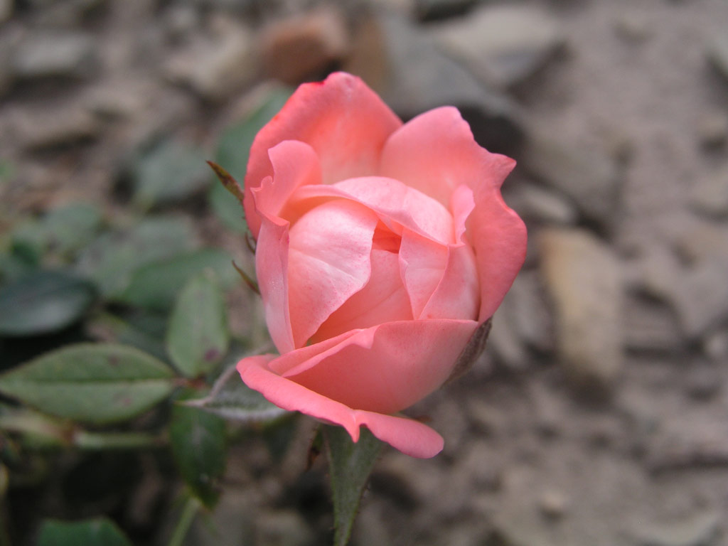 růže Bimbo