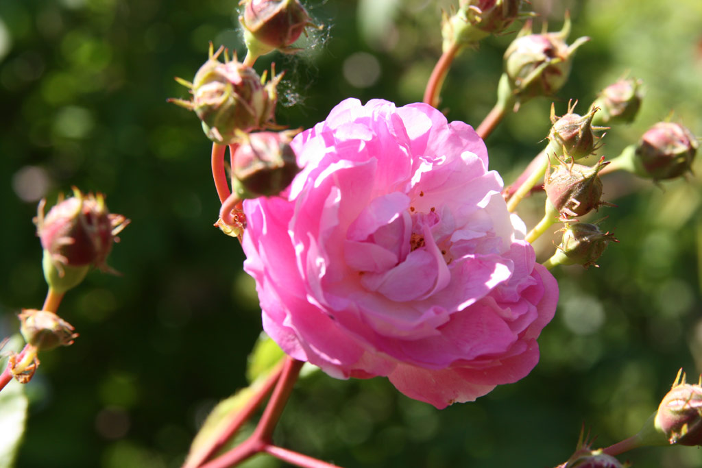 růže Birdie Blye