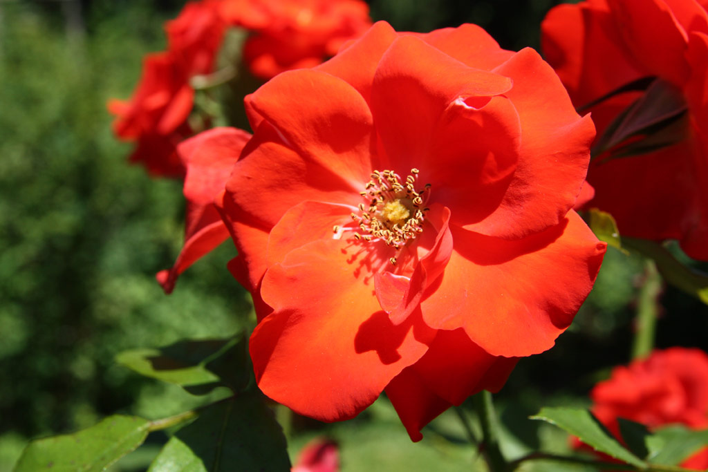 růže Bischofsstadt Paderborn