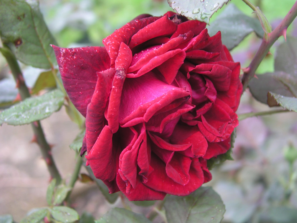 růže Black Lady