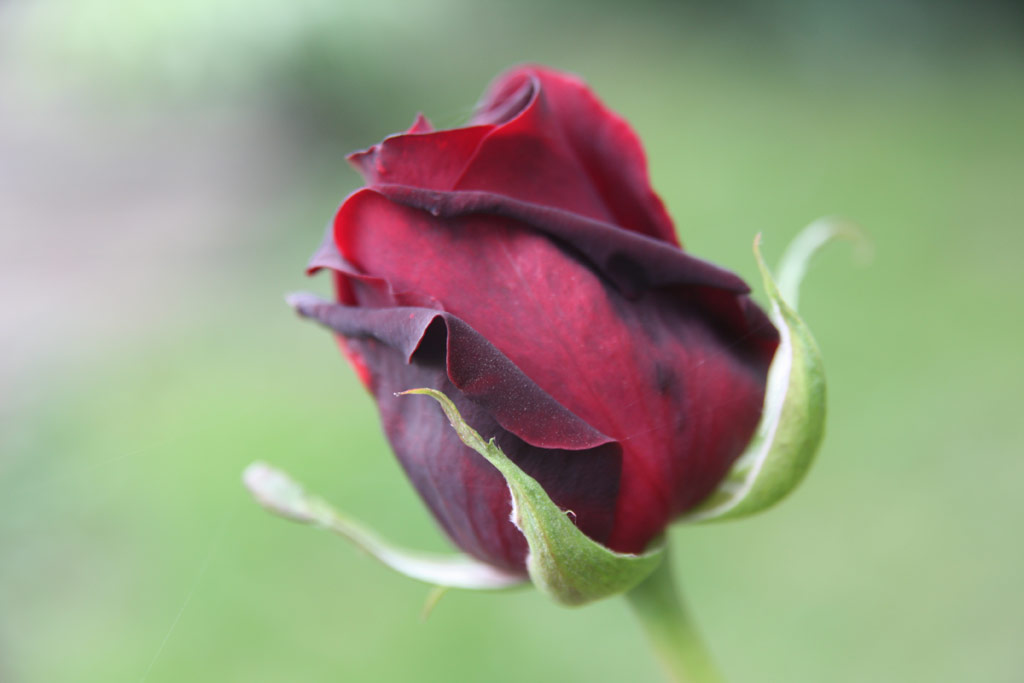růže Black Lady