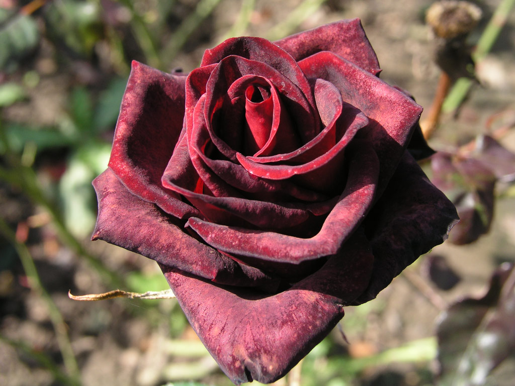 růže Black Magic