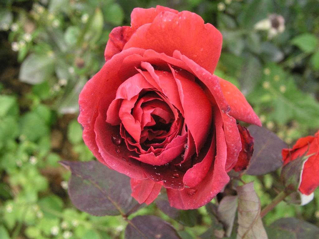 růže Black Mary
