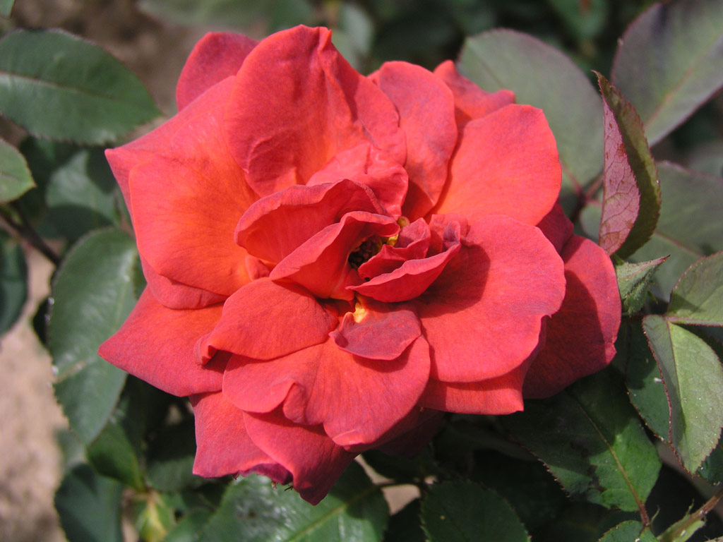 růže Black Mary