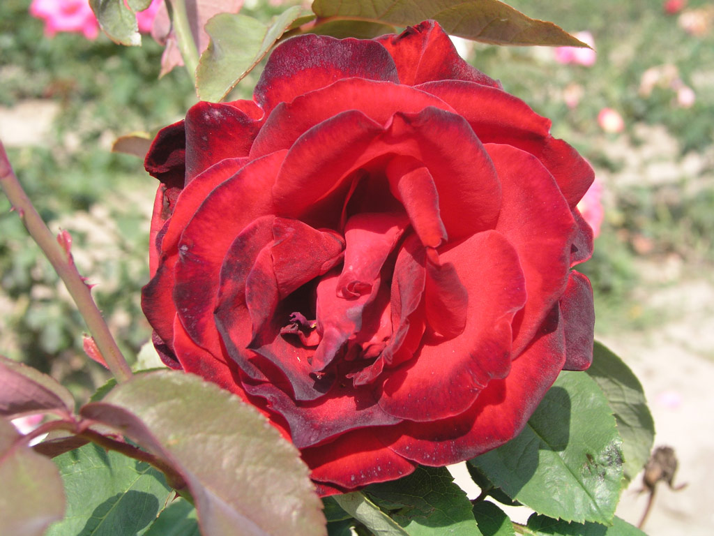 růže Black Ruby