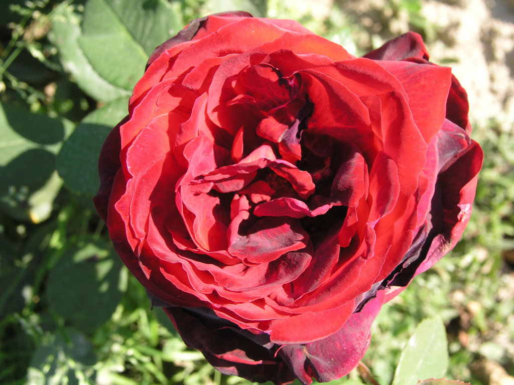 růže Black Ruby