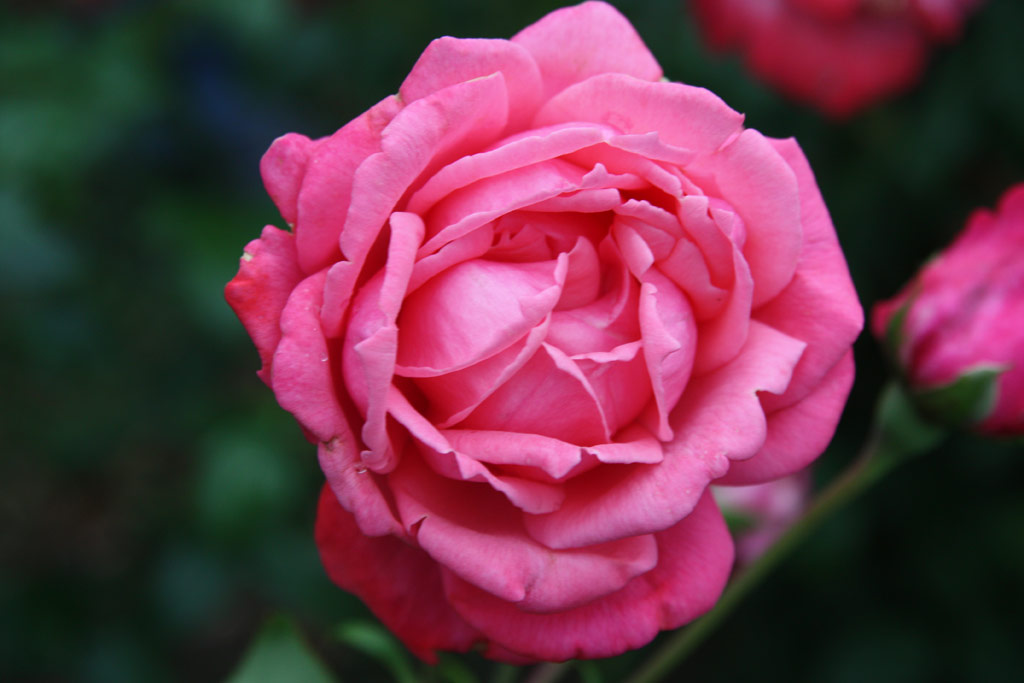růže Blaha Lujza Emlke