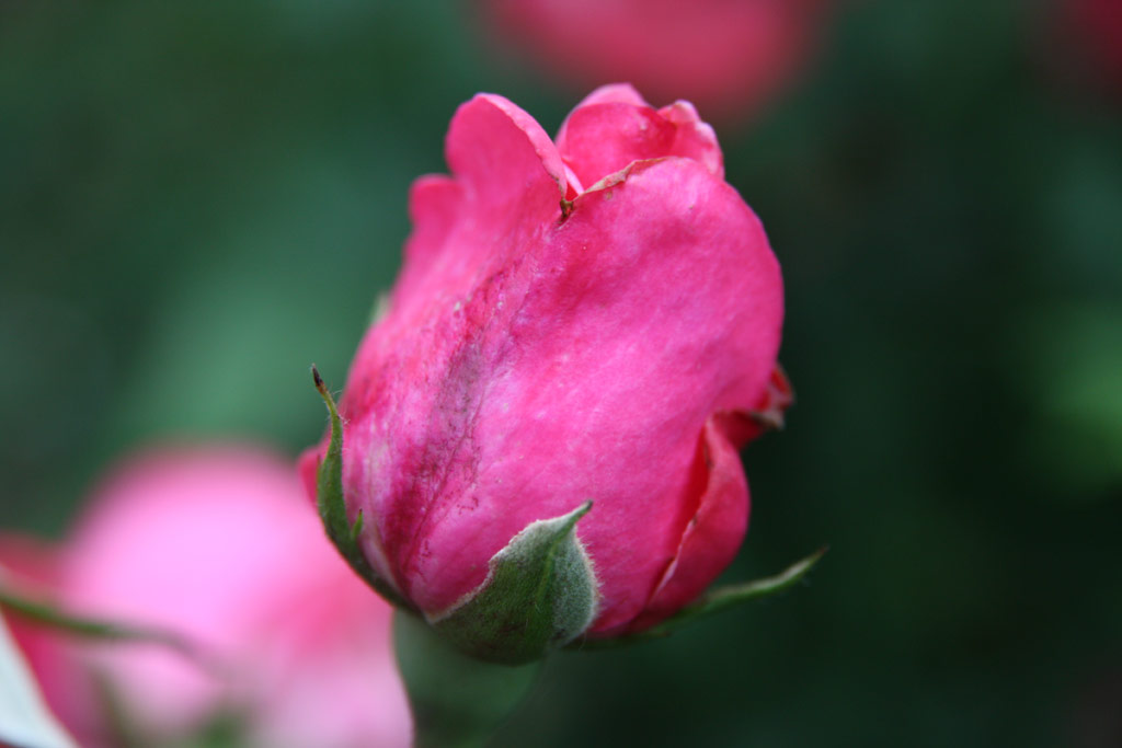 růže Blaha Lujza Emlke