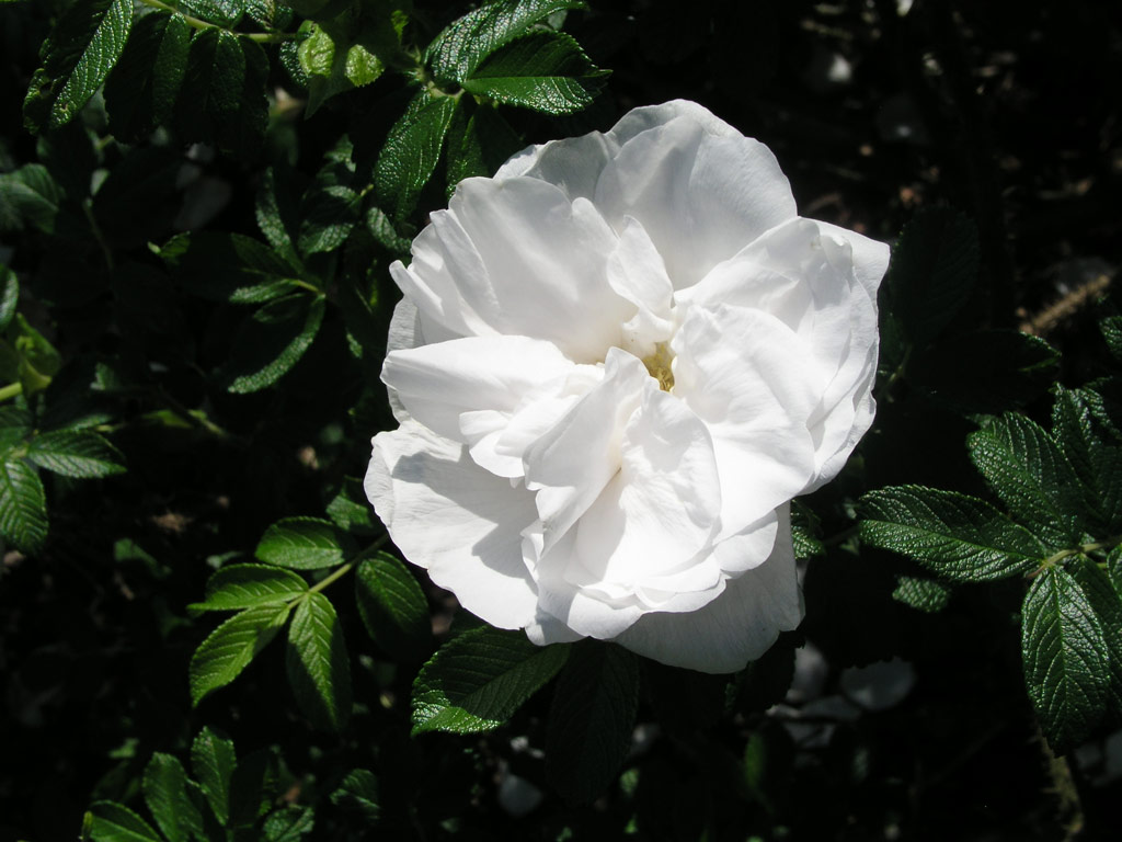 růže Blanc Double de Coubert