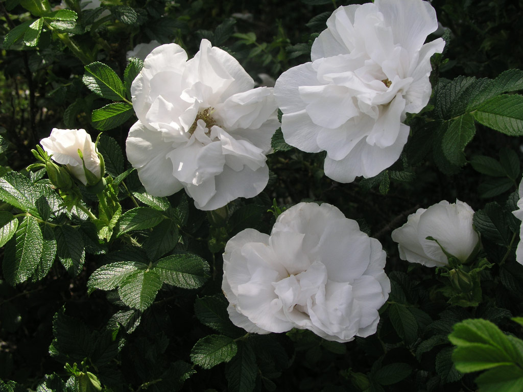 růže Blanc Double de Coubert