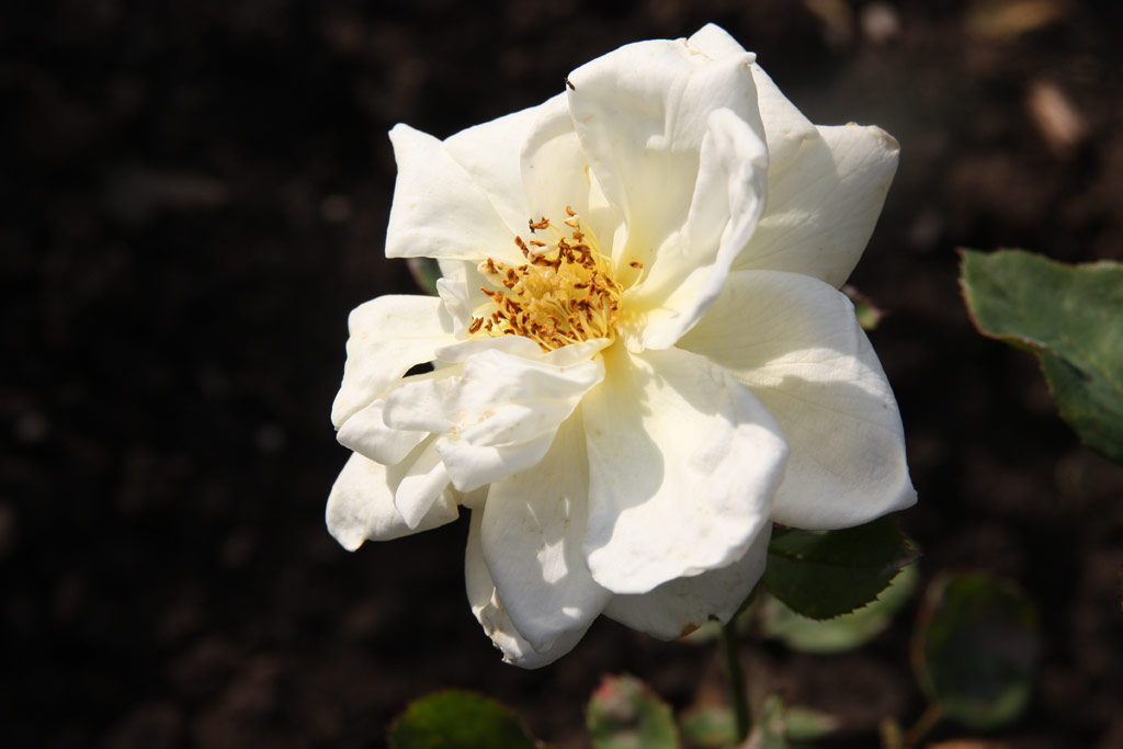 růže Blanche Amiet