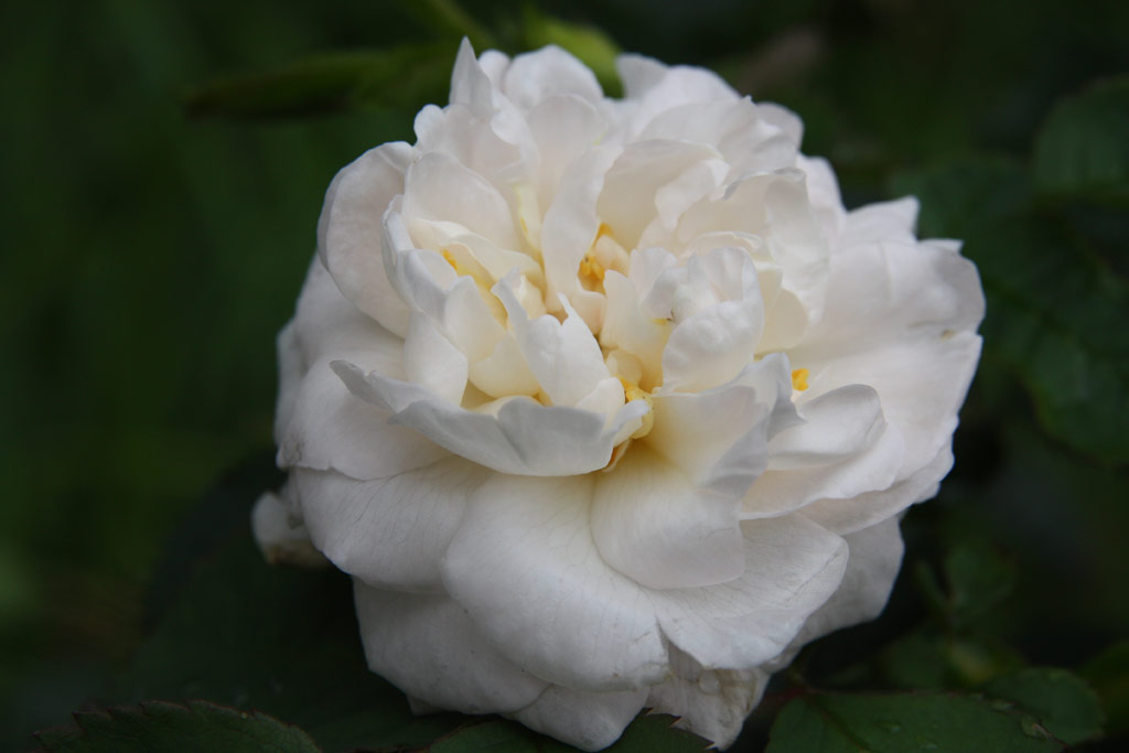 růže Blanche de Belgique