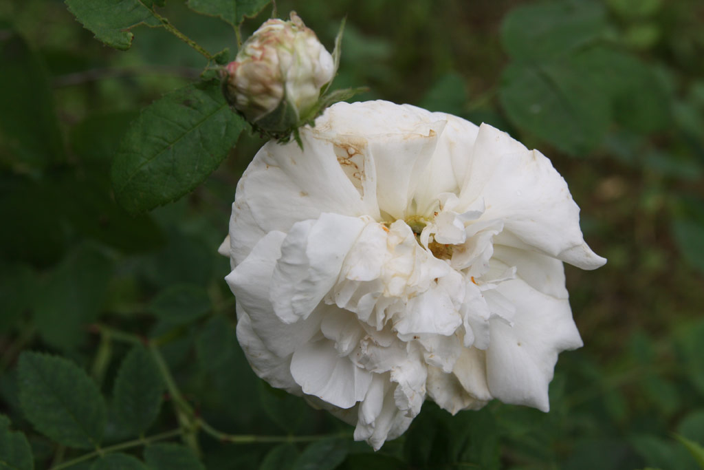růže Blanche Fleur