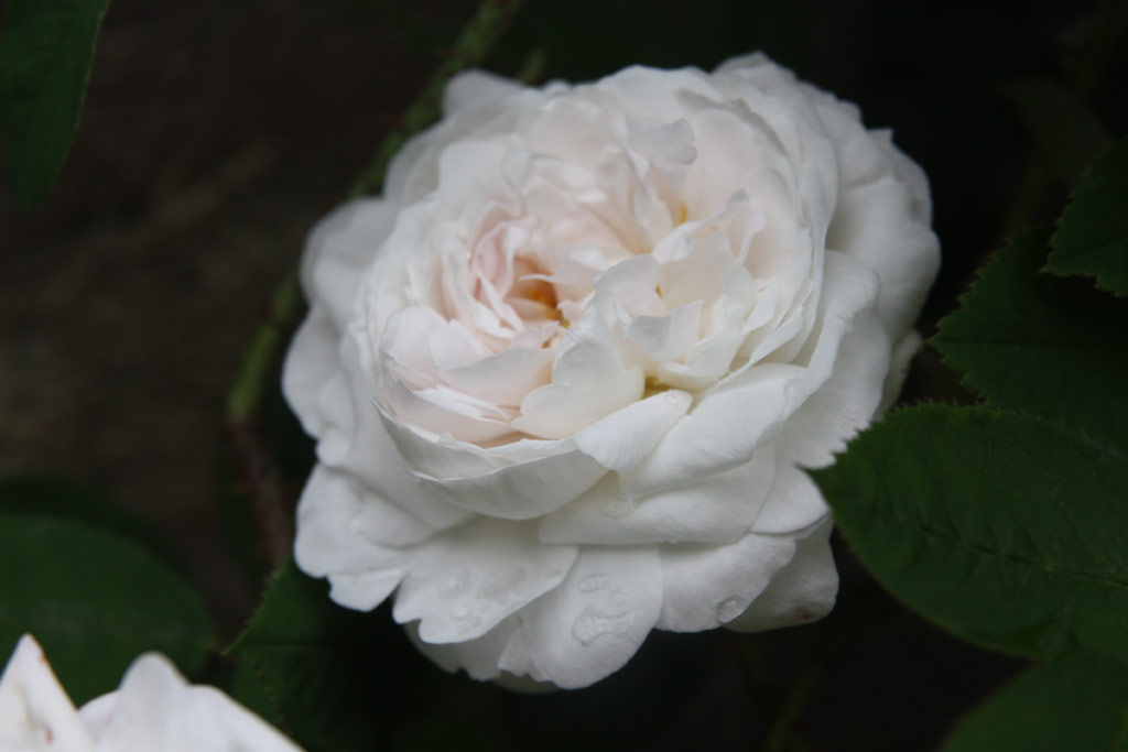 růže Blanche Moreau