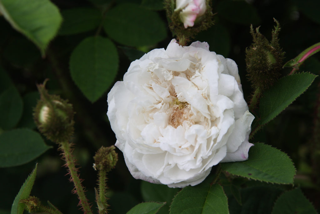 růže Blanche Moreau
