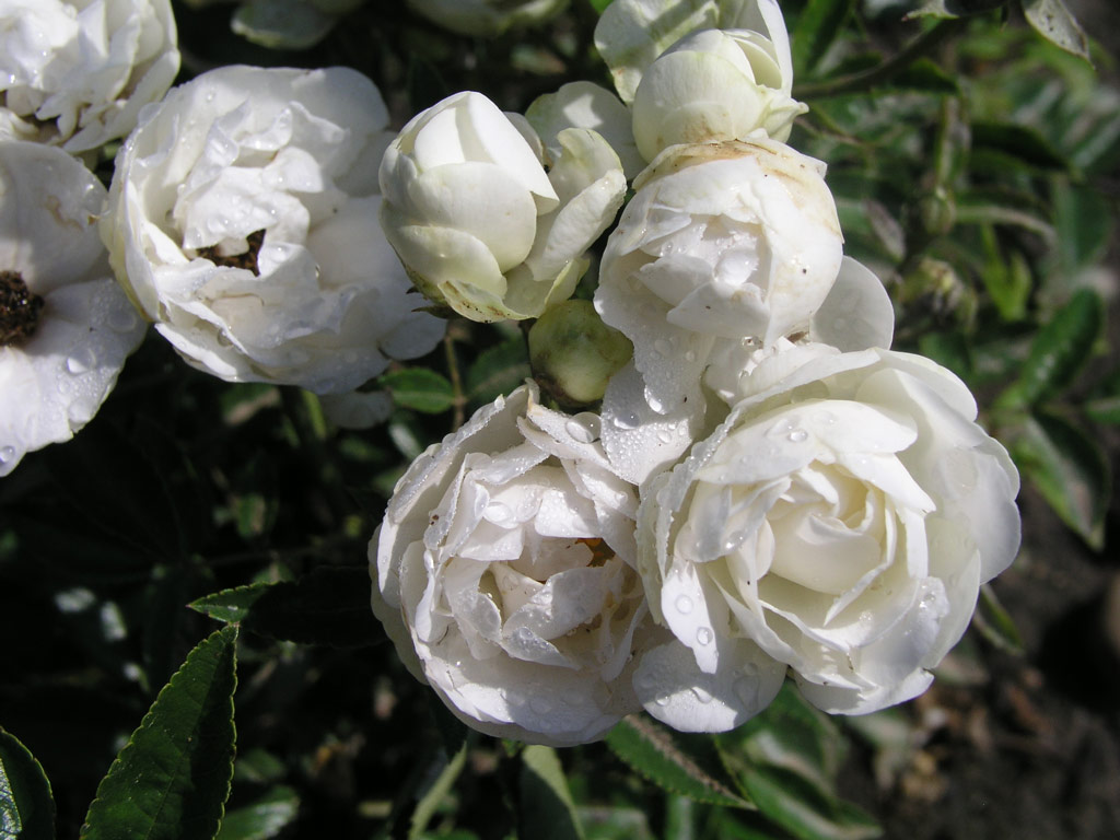 růže Blanche Neige