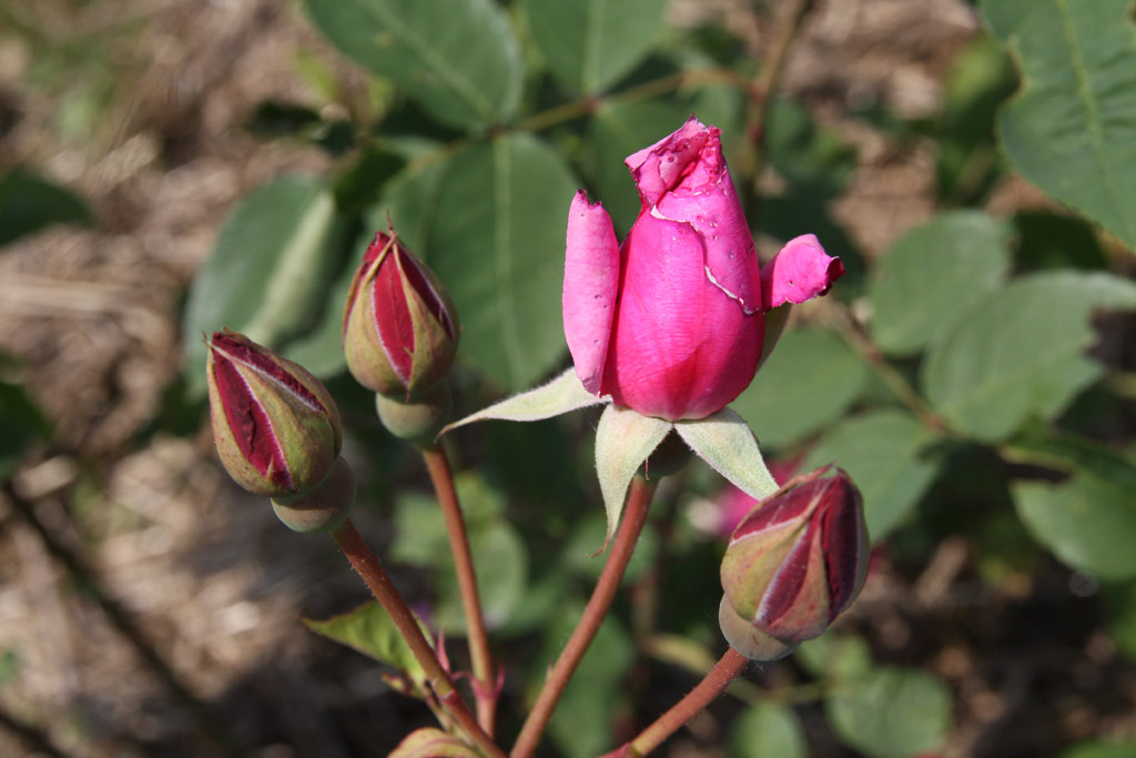 růže Blatensk Krlovna