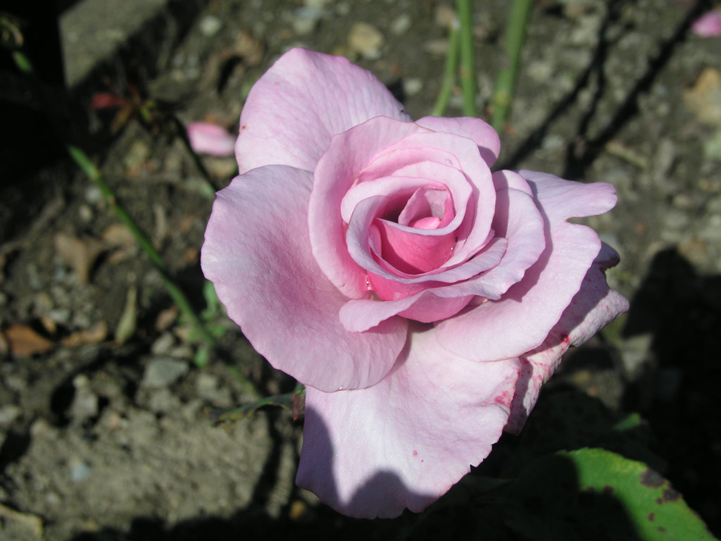 růže Bleauer Engel
